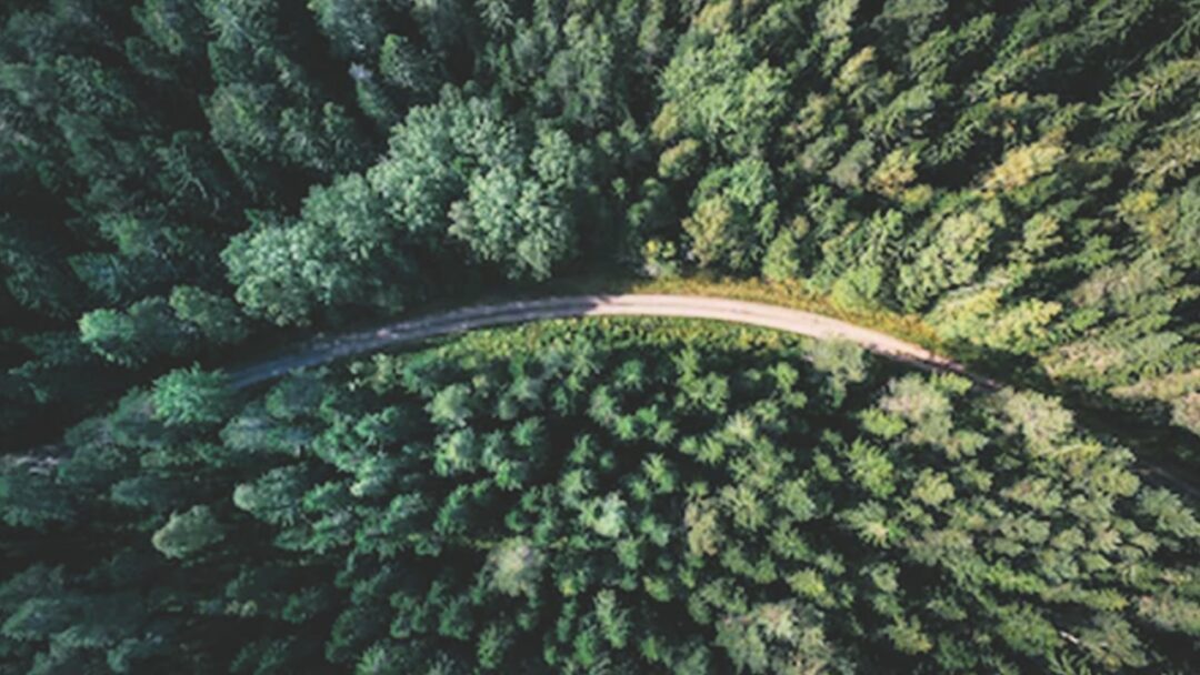 flygfoto över skog och väg